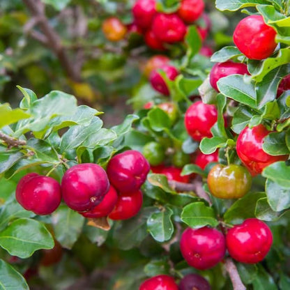 Barbados Apple Cherry Cherries Layering/Grafted Fruit Plant