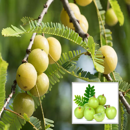 Green Amla Gooseberries Amloki Grafted Fruit Plant