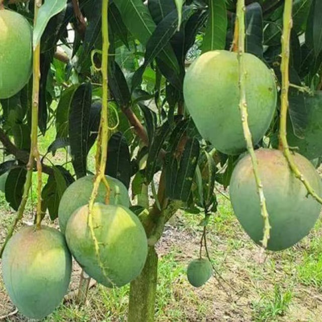 Bangladesh Bari 4 Mango Aam Grafted Fruit Plant (1.5-3 Feet Height)
