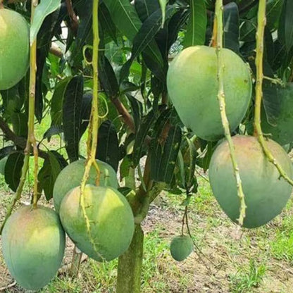 Bangladesh Bari 4 Mango Aam Grafted Fruit Plant (1.5-3 Feet Height)