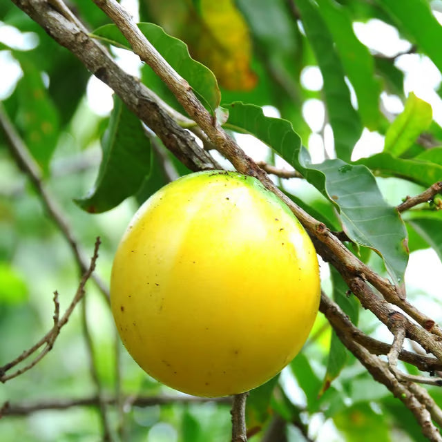 Abiu Pouteria Caimito Fruit Plant (1.5-3 Feet Height)