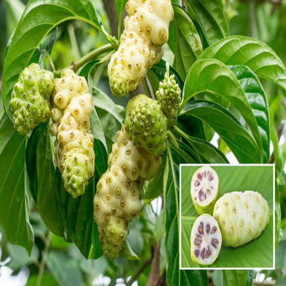Noni Cheese Fruit Plant