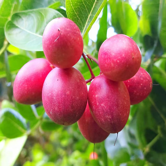 Karonda Carissa Carandas Cherry Cherries Layering/Grafted Plant (1-2 Feet Height)