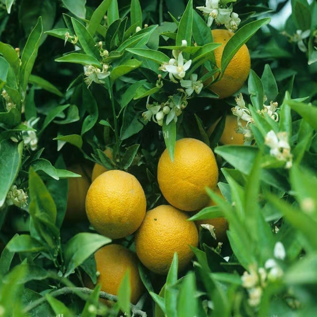 Vietnam All Time Malta Mosambi Grafted Fruit Plant