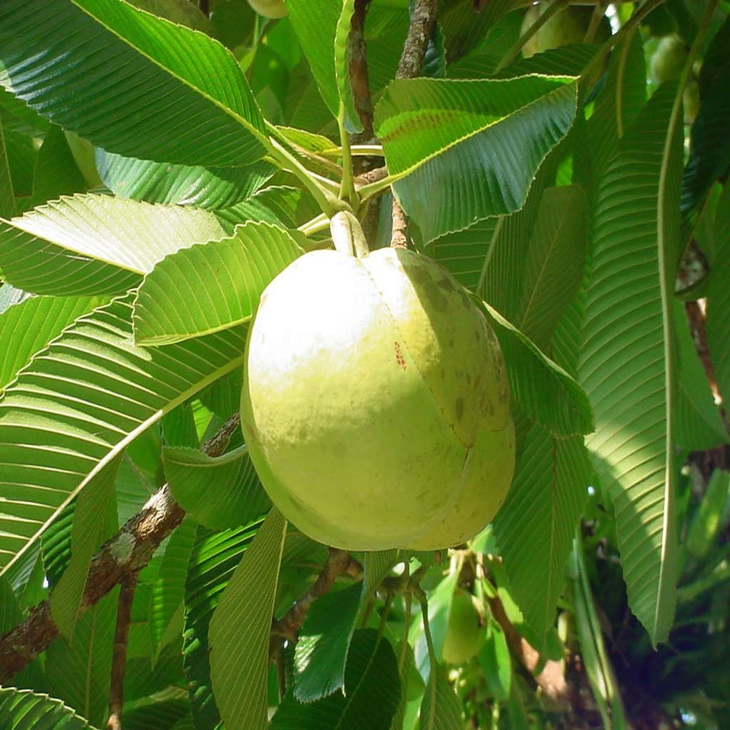 Elephant Apple Chalta Dillenia Indica Fruit Plant (1.5-3 Feet Height)