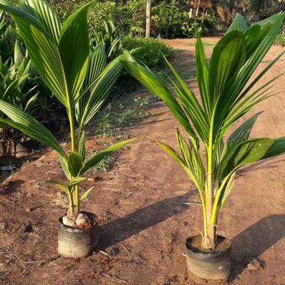 Tall Coconut Nariyal Fruit Plant