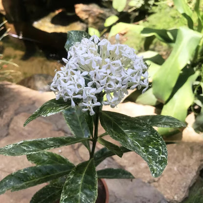 White Colour Ixora Rukmini Rangan Flower Shrubs Plant (1.5-3 Feet Height)