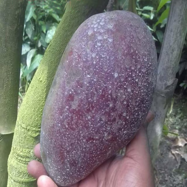 BN 7 Mango Aam Grafted Fruit Plant (1.5-3 Feet Height)