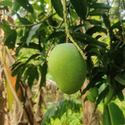 Himsagar All Time Mango Aam Grafted Fruit Plant
