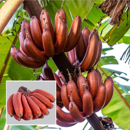 Red Banana Tissue Cultured Fruit Plant