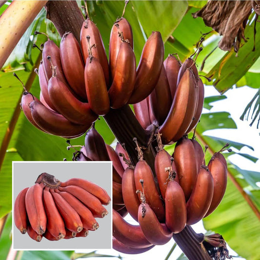 Red Banana Tissue Caltured Fruit Plant