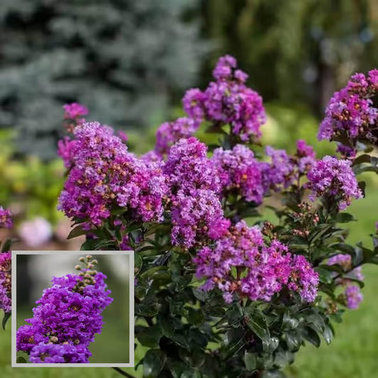 Purple Colour Furush Flower Plant (1-2 Feet Height)