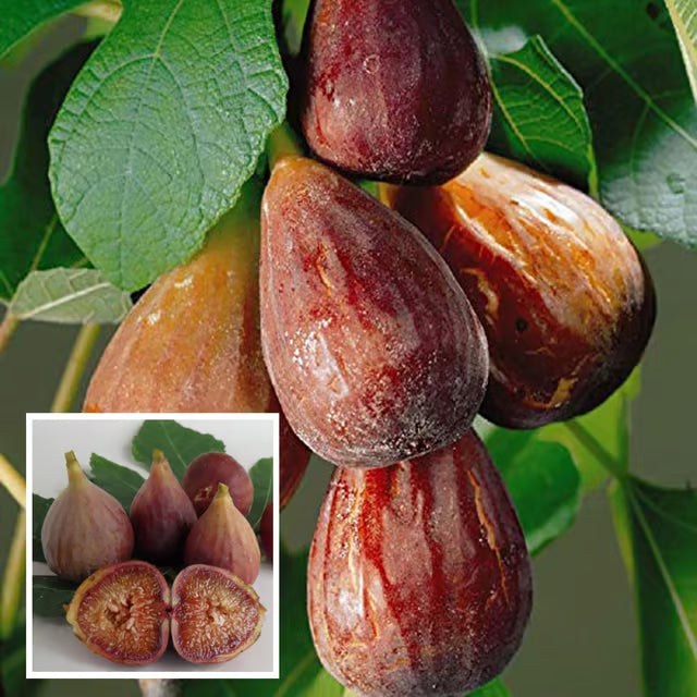Brown Turkey Fig Anjeer Layering/Grafted Fruit Plant