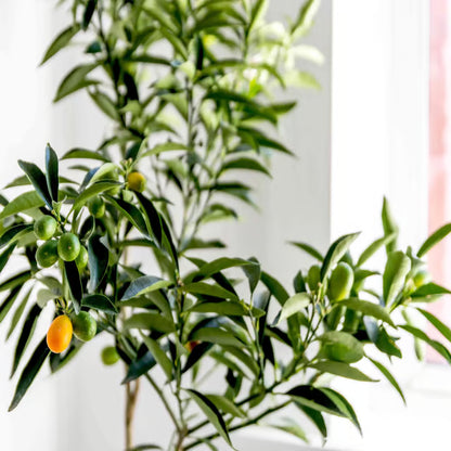 Sweet Thai Kumquat Lemon Nimbu Grafted Fruit Plant (1-2 Feet Height)