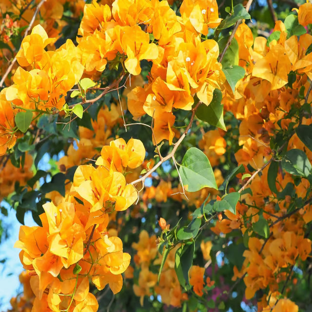 Yellow Colour Bougainvillea Kagoj Ful Shrubs Flower Plant (1-2 Feet Height)