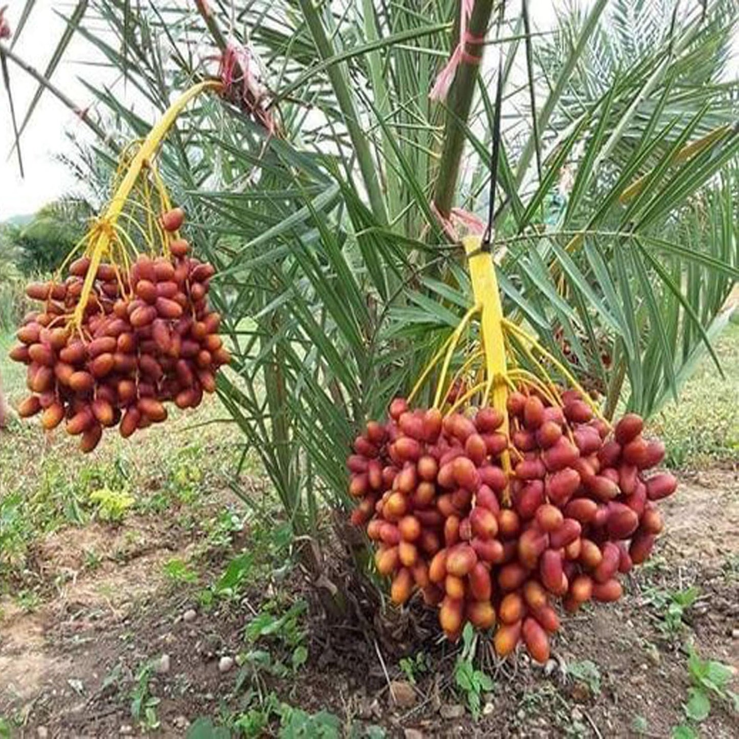 Deglet Noor Dates Palm Arabian Khurma Khajoor Dwarf Fruit Plant (1.5-3 Feet Height)