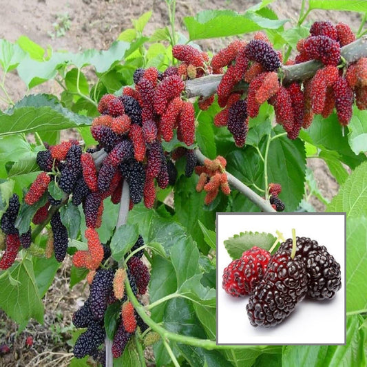 Mulberry Shahtoot All Time Layering/Grafted Fruit Plant (1.5-2 Feet Height)