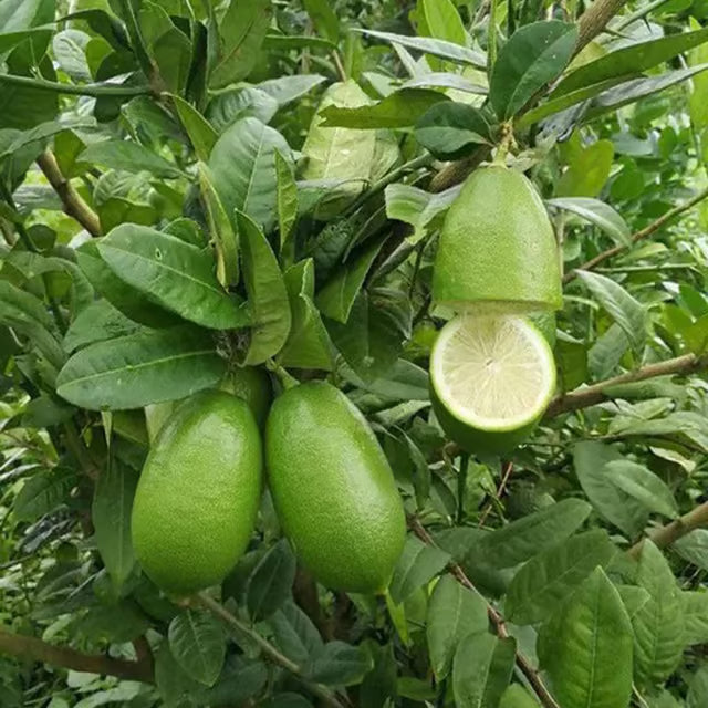 Nimbu Gandharaj Aroma king Lemon Nimbu Layering/Grafted Fruit Plant