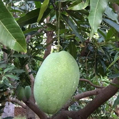 Imam Pasand Himayat Humayun Pasand Mango Aam Grafted Fruit Plant (1.5-3 Feet Height)