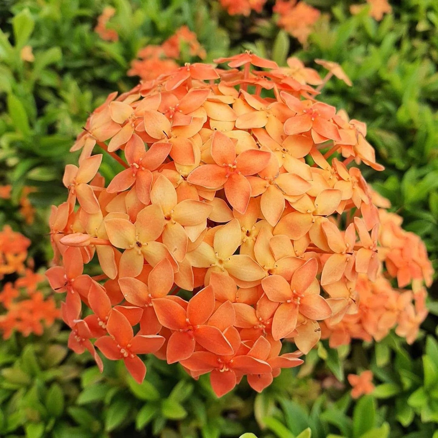 Orange Colour Ixora Rukmini Rangan Flower Shrubs Plant (1.5-3 Feet Height)