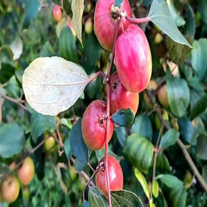 Miss India Apple Ber Jujube Kul Grafted Fruit Plant