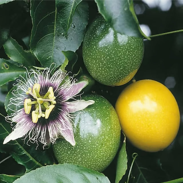 Passion Fruit Climbing Plant