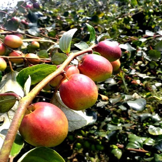 Seedless Apple Ber Jujube Kul Grafted Fruit Plant