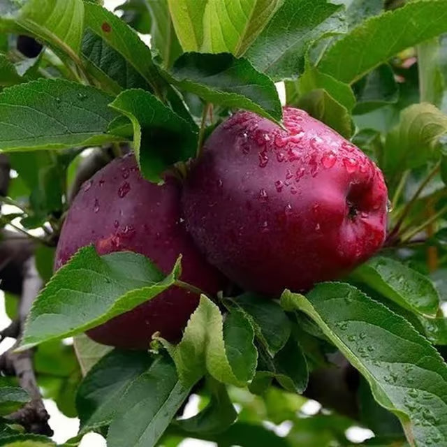 Michael Low Chill Tropical Apple Seb Grafted Fruit Plant