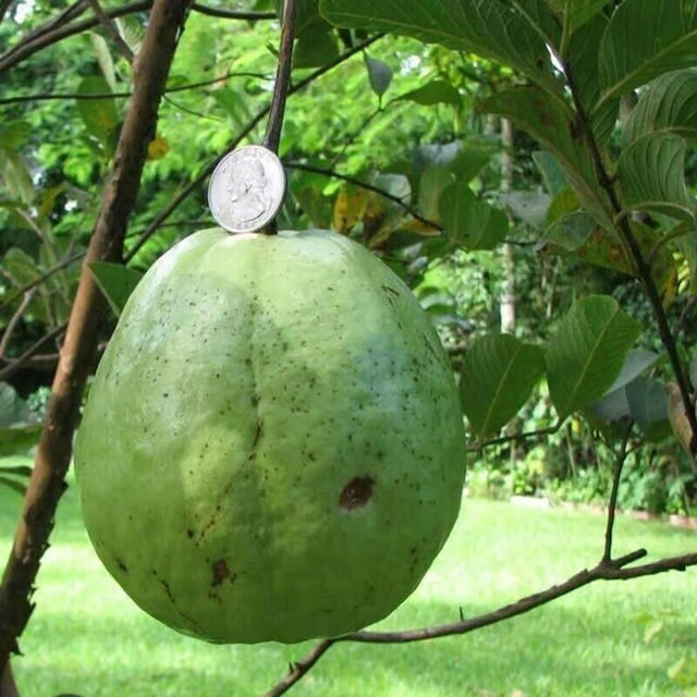 KG Big Size Guava Amrood Layering/Grafted Fruit Plant