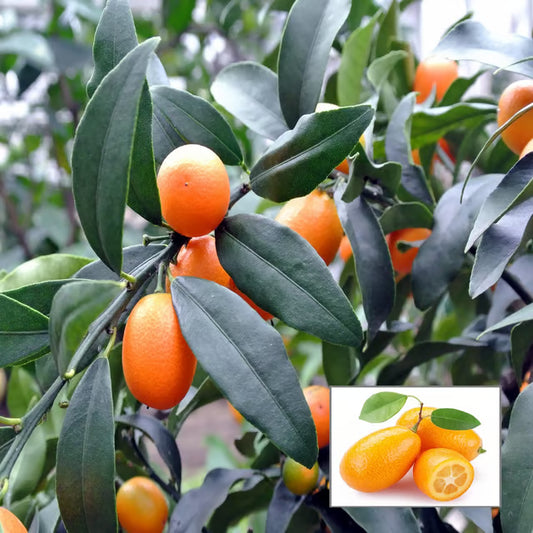 Sweet Thai Kumquat Lemon Nimbu Grafted Fruit Plant (1-2 Feet Height)