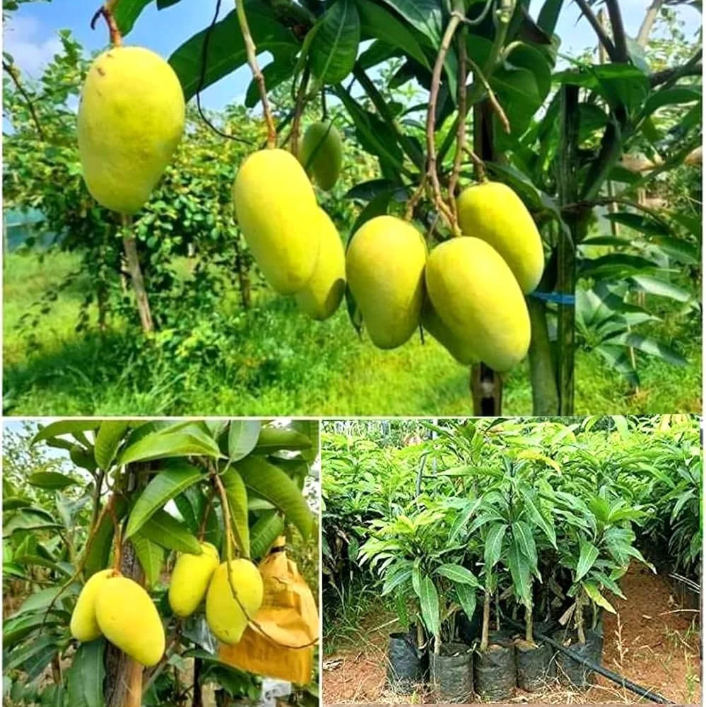 Katimon Mango Grafted Hybrid Plant
