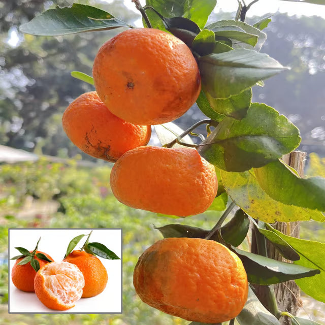 Darjeeling Orange Santra Grafted Fruit Plant (1.5-2 Feet Height)
