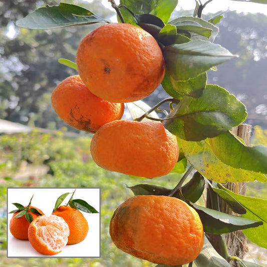 Darjeeling Orange Santra Grafted Fruit Plant (1.5-2 Feet Height)