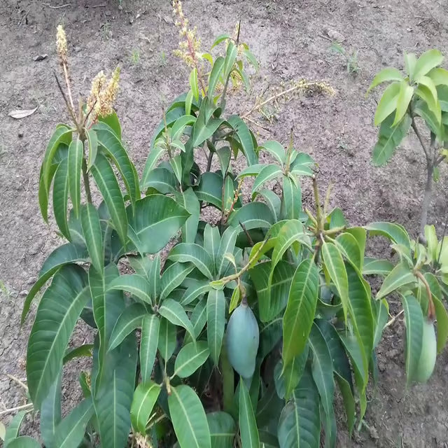 Thai All Time Baramasi Mango Aam Grafted Fruit Plant (1.5-3 Feet Height)