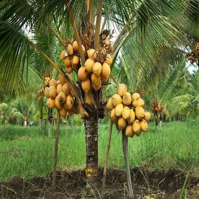 D X T Orange Coconut Nariyal Hybrid Dwarf Fruit Plant (2-4 Feet Height)