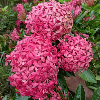 Pink Colour Ixora Rukmini Rangan Flower Shrubs Plant (1.5-3 Feet Height)