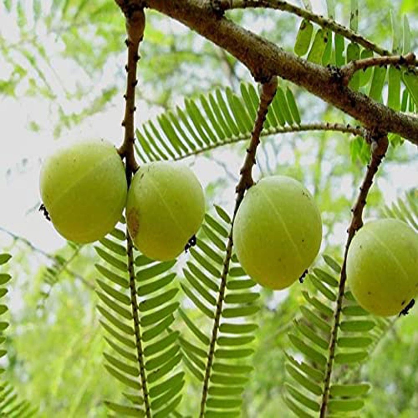 Green Amla Gooseberries Amloki Grafted Fruit Plant