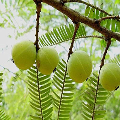 Green Amla Gooseberries Amloki Grafted Fruit Plant