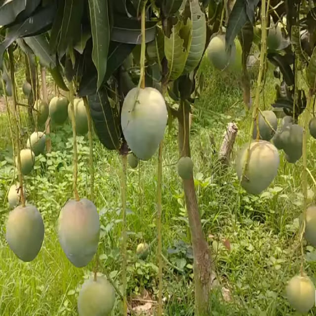 Bangladesh Bari 4 Mango Aam Grafted Fruit Plant (1.5-3 Feet Height)