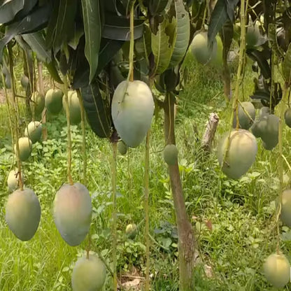 Bangladesh Bari 4 Mango Aam Grafted Fruit Plant (1.5-3 Feet Height)