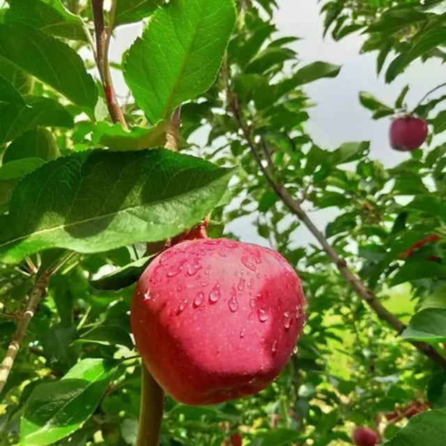 Michael Low Chill Tropical Apple Seb Grafted Fruit Plant