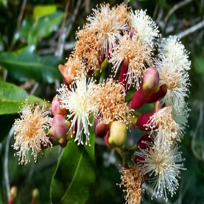 Lavanga Clove Spice Plant (1.5-3 Feet Height)
