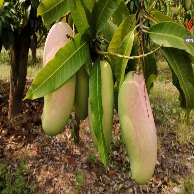 3 Taste Three Taste Mango Aam Grafted Fruit Plant (1.5-3 Feet Height)
