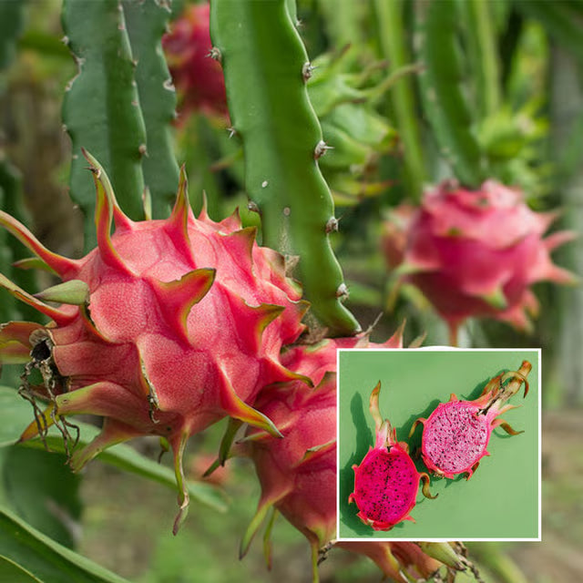 Pink Dragon Fruit Cutting/Grafted Fruit Plant