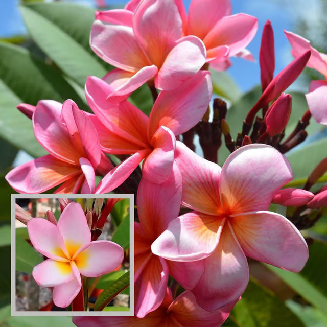 Pink Colour Kat Chapa Champa Plumeria Flower Plant