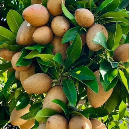 Thai Kalapatti Chikoo Sapota Grafted Fruit Plant