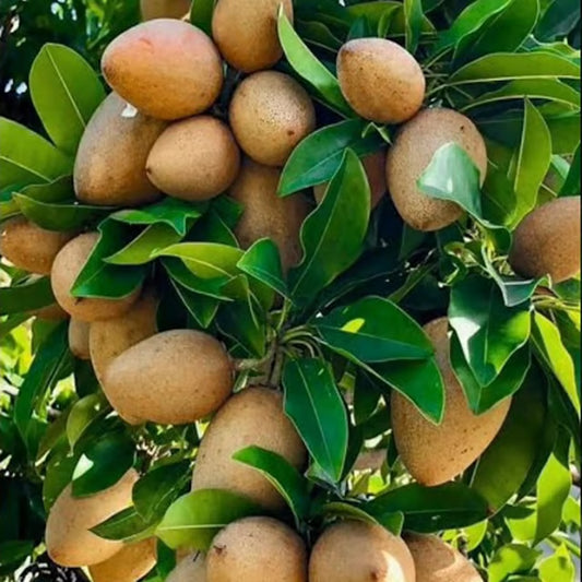 Thai Kalapatti Chikoo Sapota Grafted Fruit Plant