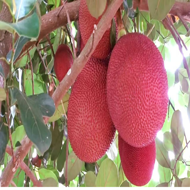 Thai Pink All Season Jackfruit Panasa Varikka Katahal Chakka Grafted Fruit Plant