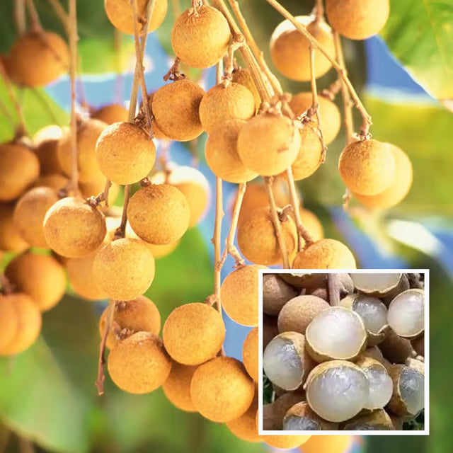 Khaki Dragon Eye Longan Grafted Fruit Plant