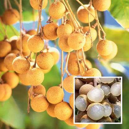 Khaki Dragon Eye Longan Grafted Fruit Plant